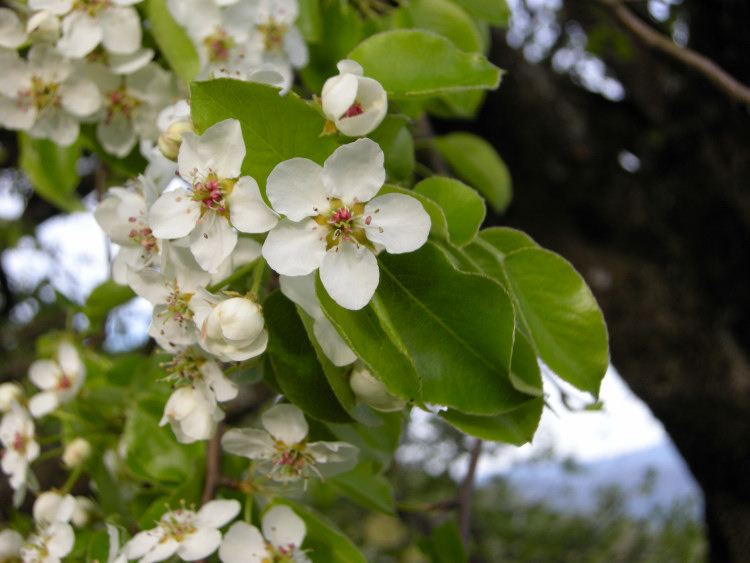 Peri selvatici - Pyrus pyraster